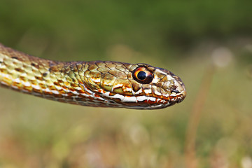 colorful head of eastern montpellier snake