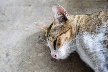 pregnant cat sleeping on the floor