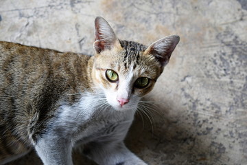 cat sitting on the floor and looking to the camera