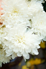 Bouquet of Salmon Color and White Chrysanthemum or Golden-Daisy