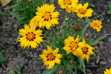 yellow flowers in the garden