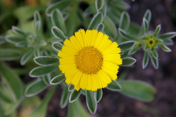 small sun in the garden