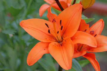 orange lily flower