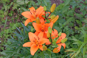 Fototapeta na wymiar beautiful orange flowers in the garden