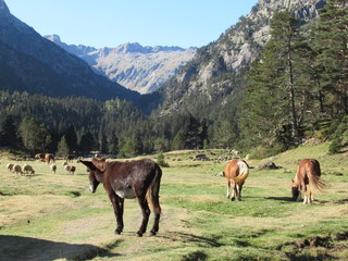 Fototapeta na wymiar lacs des Pyrénées et animaux 