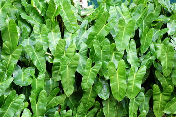 close up tropical nature green leaf texture background