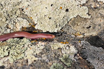 european blind snake in natural habitat