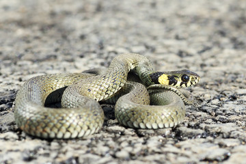 grass snake ready to attack