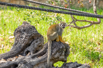 Squirrel Monkey at zoo