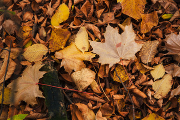 colorful red orange autumn leaves close up