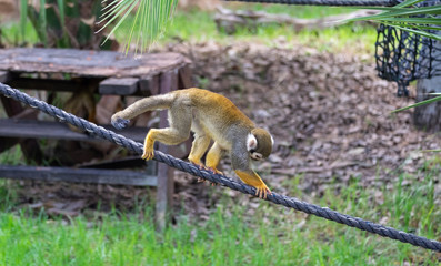 Squirrel Monkey at zoo