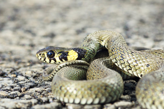most common european snake