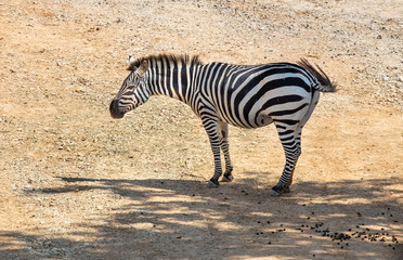 Fototapeta na wymiar Beautiful african zebra at zoo