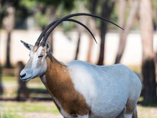 The gemsboks (Oryx gazella) stands on the pasture and looks around