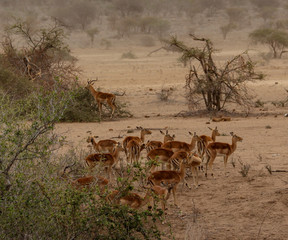 Impala in a dust storm in Kruger National Park, South Africa