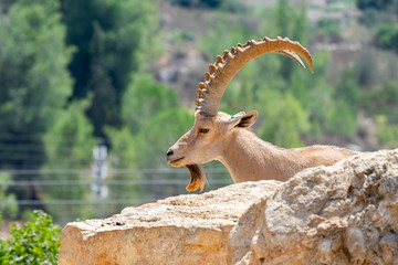 Alpine ibex (Capra ibex), also known as the steinbock or bouquetin