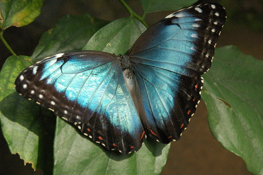 wundersch&ouml;ner Schmetterling