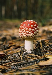 fly agaric in the forest