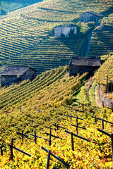 Vigne di montagna in Val di Cembra