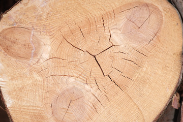 the end of the pine with cracks and annual rings some where emerges resin