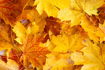 Autumn background with yellow leaves