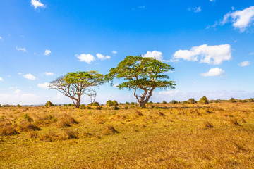 Africa savannah landscape background. African acacia tree at Serengeti wildlife area in Tanzania,...