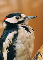 portrait of a woodpecker