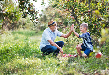 A senior man with grandson picking apples in orchard in autumn.
