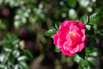 ピンク色のばら