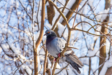 One dove sits on a snowy branch. Snowy forest background.