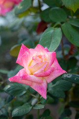 ピンクと黄色のばら