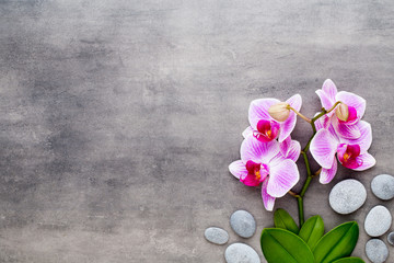 Beauty orchid on a gray background. Spa scene.