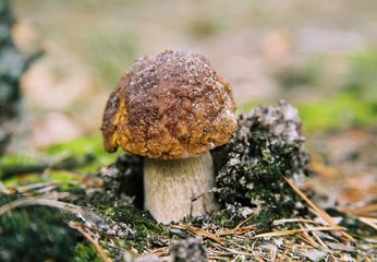 mushroom in forest