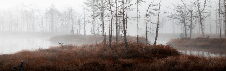 Fototapeta na wymiar misty swamp