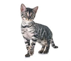 bengal kitten in studio