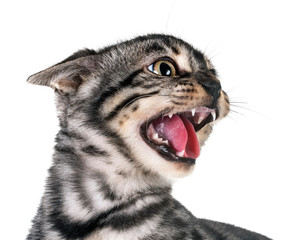 angry bengal kitten in studio © cynoclub