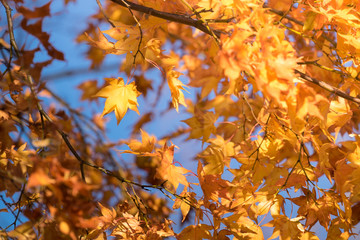 Autumn maple momiji leaf. Seasonal natural landscape in fall season. Natural background with copy space.