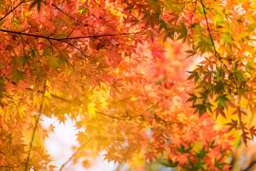 Autumn maple momiji leaf. Seasonal natural landscape in fall season. Natural background with copy space.