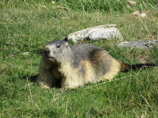 lacs des Pyrénées et animaux 