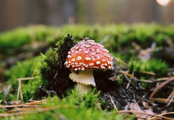 fly agaric mushroom in the forest