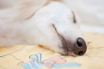 A little cute purebred white saluki puppy dog (persian greyhound) relaxed and sleeping calmly in bed.