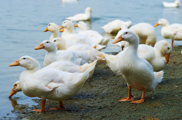 Ducks consuming water