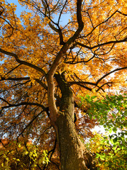 Indian Summer, Schönheit des Herbstes, Spätsommer, Indian Summer, wundervolle Farben im Wald, weiches, stimmungsvolles Licht :)
