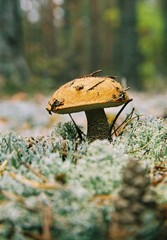 mushroom in forest