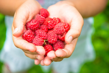 Hands Full Of Raspberry