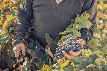 Adult man carrying grapes in full grape harvest