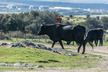 Cattle cattle in the Sierra de Guadarrama in Valsain (Segovia)