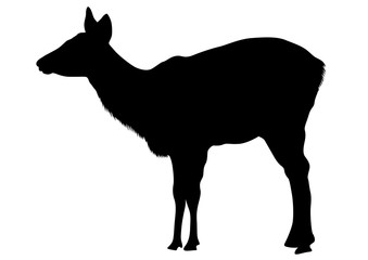 Wild deer with horns on a white background