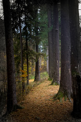 Fototapeta premium Beautiful forest in autumn with trees