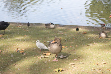geese on the lake